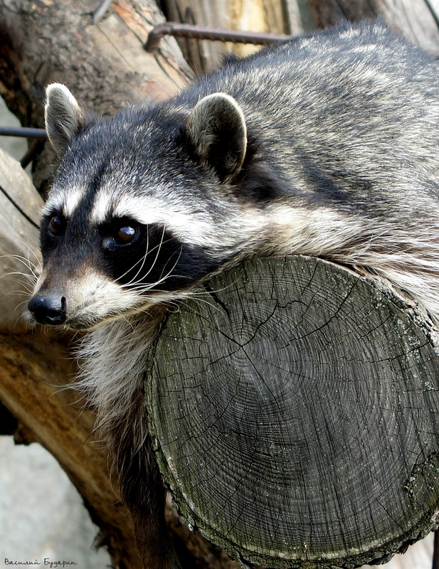 ��������� ����