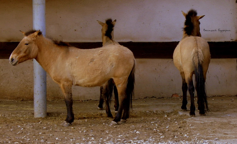 ��������� ����