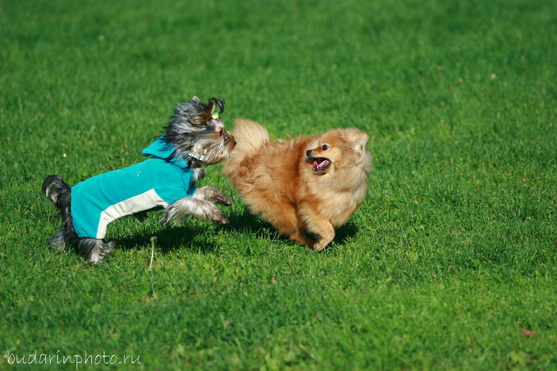 ��������� ����