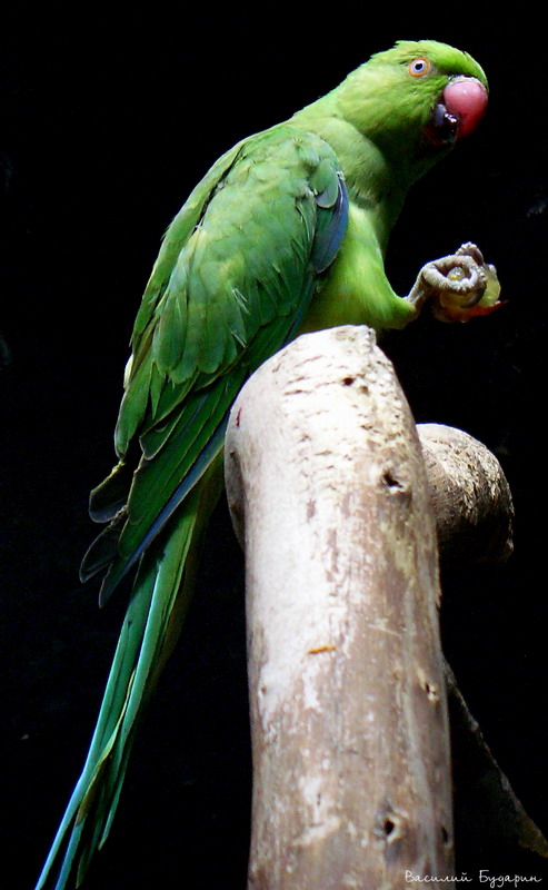 ��������� ����