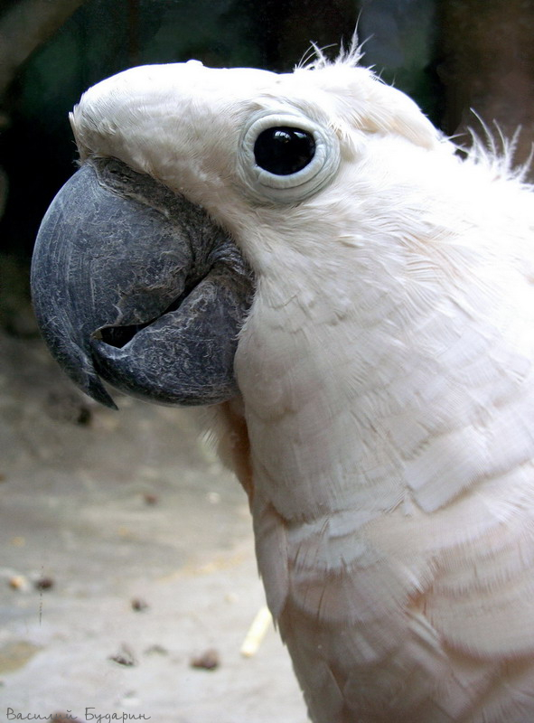 ��������� ����