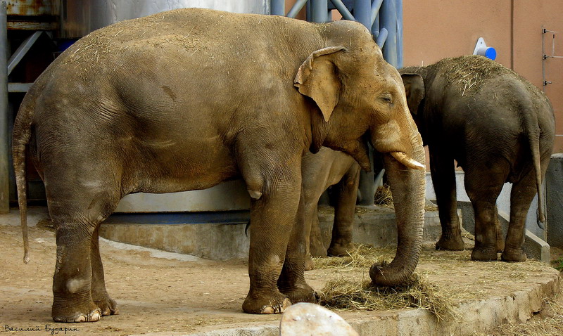 ��������� ����