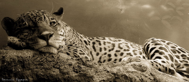 ��������� ����