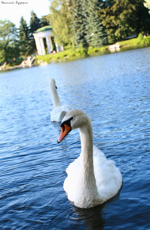 ��������� ����