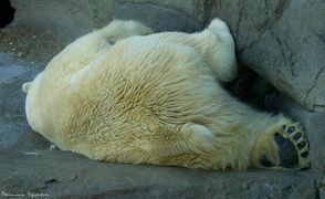 ���� ������� ��������