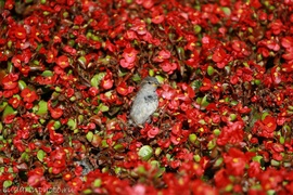 ���� ������� ��������