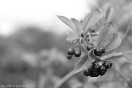 ���� ������� ��������