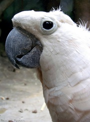 ���� ������� ��������