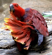 ���� ������� ��������