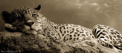 ���� ������� ��������