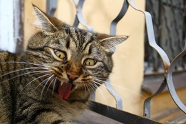 ���� ������� ��������