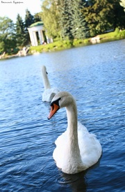 ���� ������� ��������